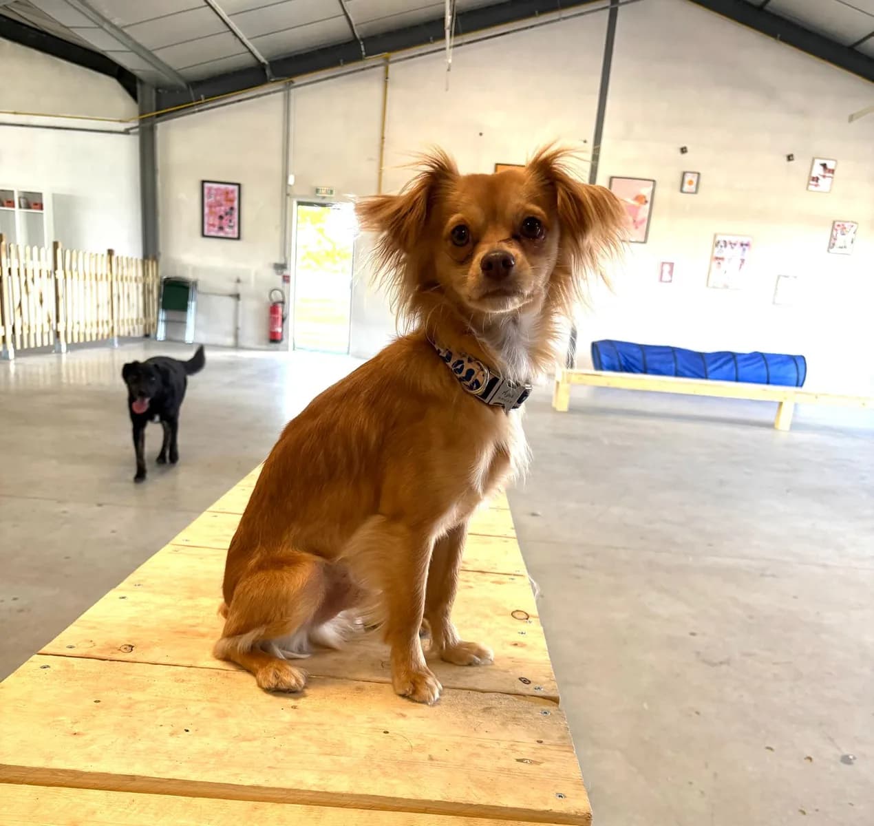 Spécial petits chiens - 24 mai et 14 juin